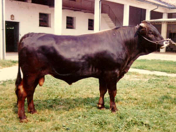 Toro di razza Rendena 